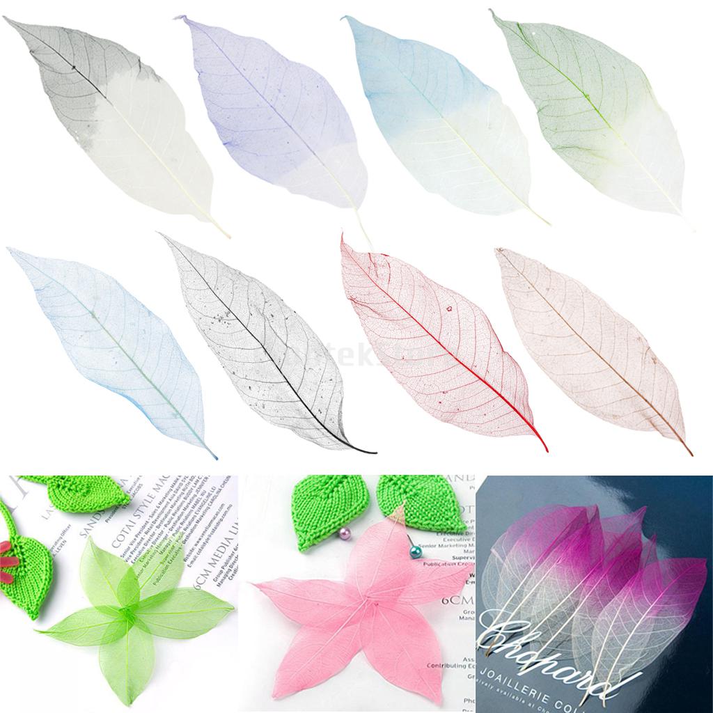 50x Natural Magnolia Skeleton Leaf Leaves Card Scrapbook White Dried Flowers