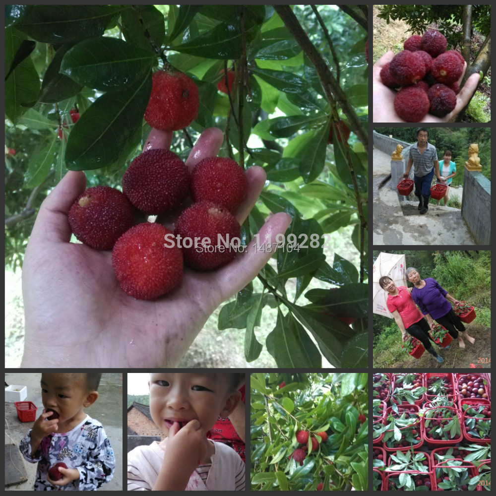 10 SEEDS Chinese Black Bayberry Seeds, Yangmei Tree Seeds, Delicious Appetizers Fruit * Free