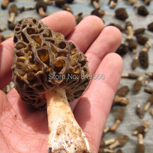 Online Buy Wholesale dried morel mushroom from China dried morel