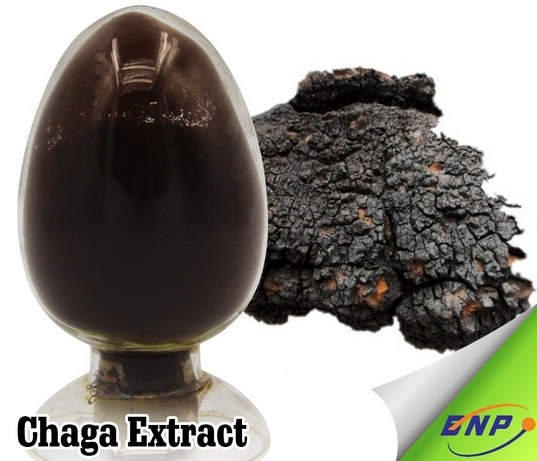 Siberian Chaga Mushroom 30:1 Extract Powder 500g - Organic Polyose Extract