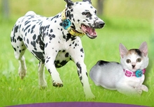 Pet locator gps positioning tracker dogs WiFi waterproof anti-lost satellite tracking Miniature