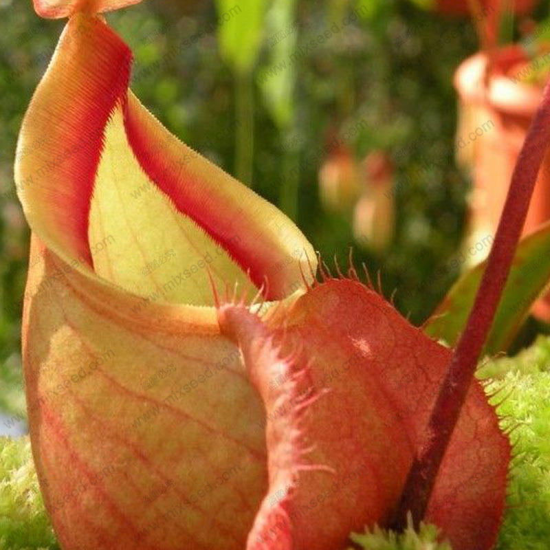 nepenthes plant seed Nepenthes seeds flytrap plant seeds 50 particles bag