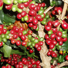 JinQing Yunnan Baoshan Civet Civet Cat Cat Feces Coffee Special Type Best Quality Coffee Green Beans