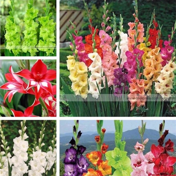 100PCS LAGURUS OVATUS BUNNY TAIL GRASS GARDEN ORNAMENTAL BONSAI SEEDS PLANT SEED