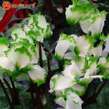 Hot Sale 7 Colors Can be Choose Cyclamen Flower Seeds Perennial Flowering Plants Cyclamen Seeds – 100 PCS