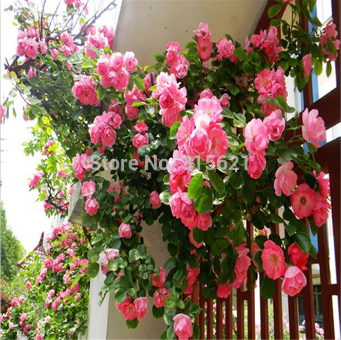 Red Climbing Plant Polyantha Rose Seeds DIY Home Garden Courtyard Pot Flower 100pcs Free Shipping