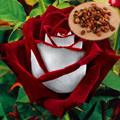 100Pcs Red White Osiria Ruby Rose Flower Rare Seeds Flower Home Garden Love Decor