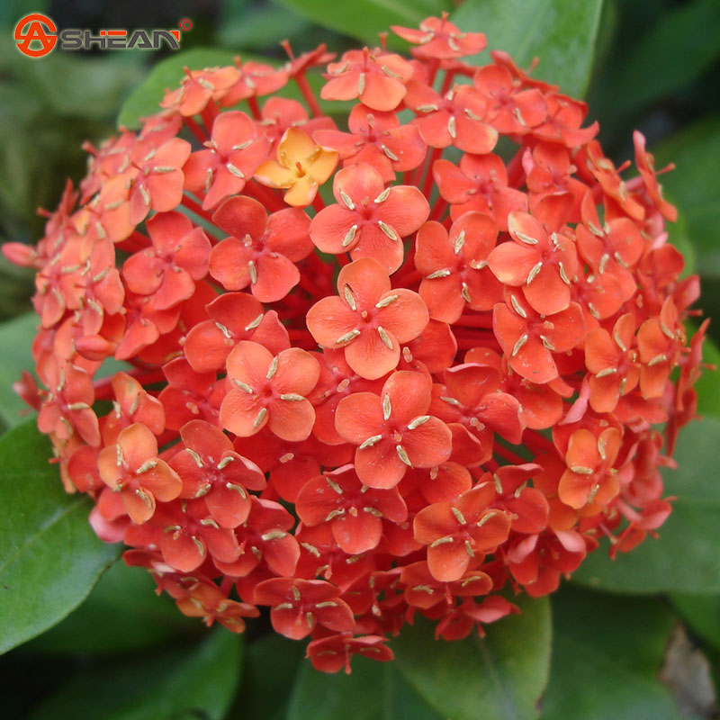 Popular Potted Hydrangea-Buy Cheap Potted Hydrangea lots from China
