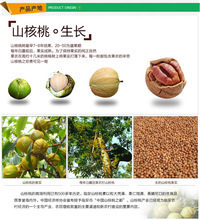 Top 250g Delicious Original Hickory Nut Sporty Snack Dried Fruit Healthy Nuts Rich Green Food Sexy