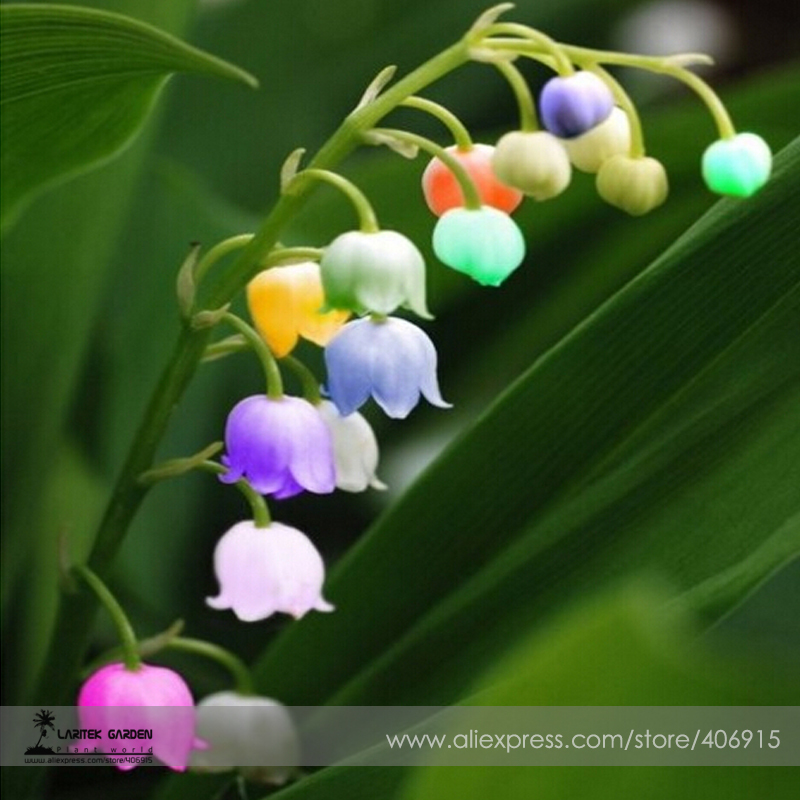Rare Colorful Lily of the Valley Convallaria Majalis Perennial Flower Seeds, Professional Pack, 50 Seeds / Pack, Very Beautiful