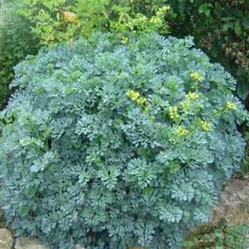 rue ruta graveolens seeds grass seeds 20pcs medicinal rue ruta graveolens seeds grass seeds 20pcs medicinal