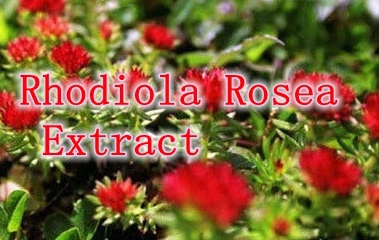 250gram(8.8oz) Rhodiola Rosea Extract Rosavins 3% free shipping