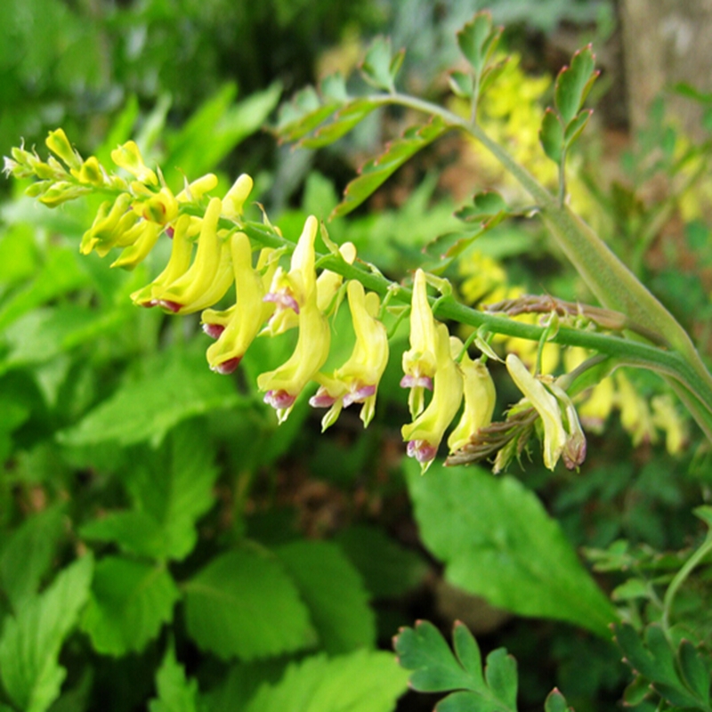 other plants seeds bulbs 5pcs aliexpress com buy 5pcs bag corydalis seed corydalis cheilantifolia manchu seed ferny other plants seeds bulbs 5pcs aliexpress com buy 5pcs bag corydalis seed corydalis cheilantifolia manchu seed ferny