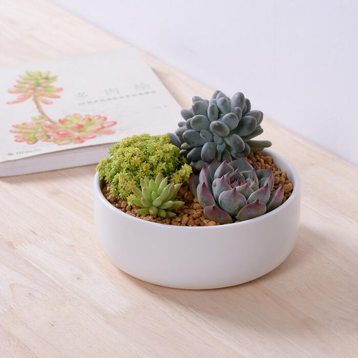 Acquista all'ingrosso online ceramica interni fioriere da ... Vasi da interno in ceramica