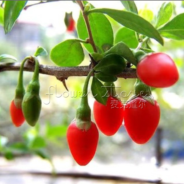 frische goji beeren kaufen