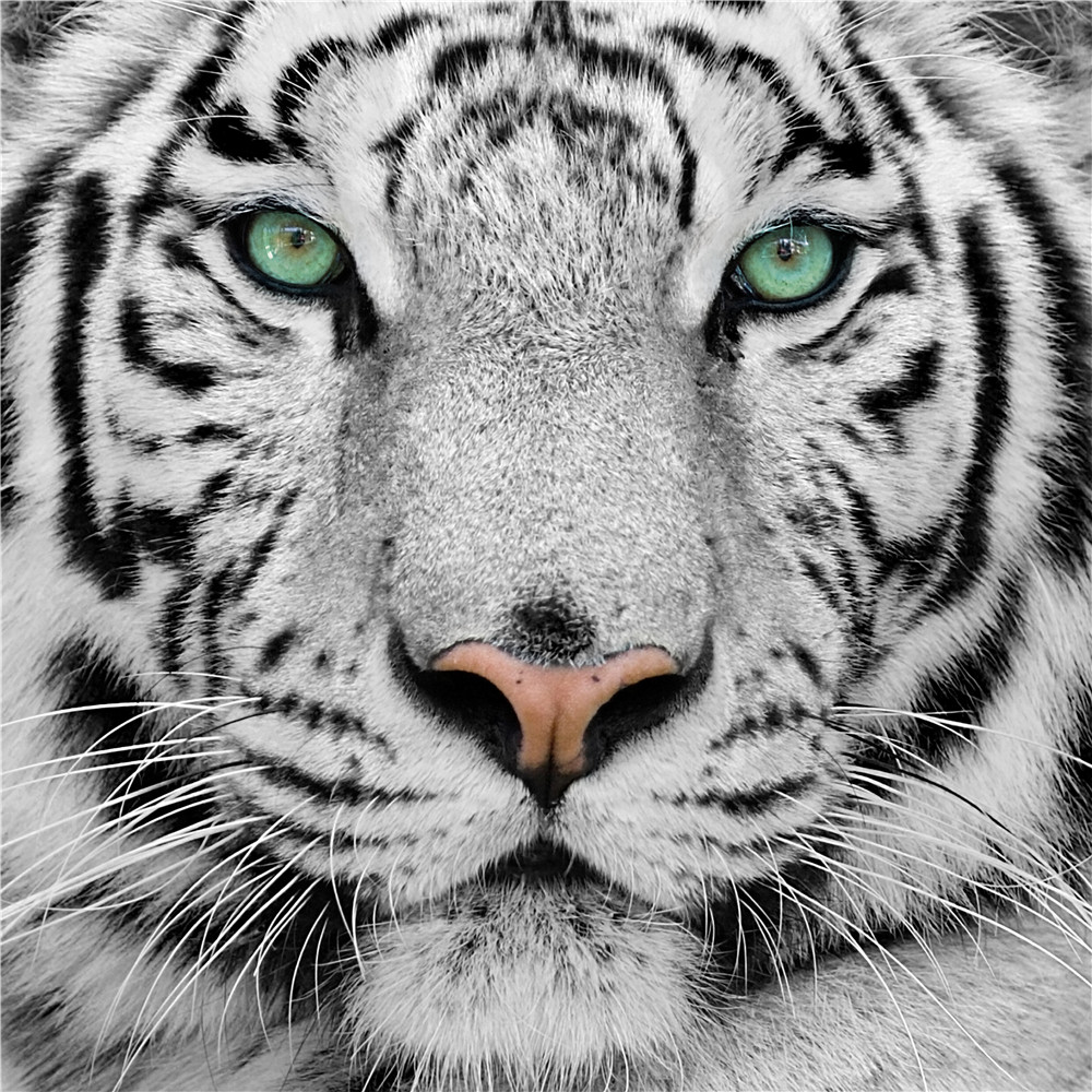 Tigers live koop goedkope tigers live loten van chinese tigers ... Keuken witte verf