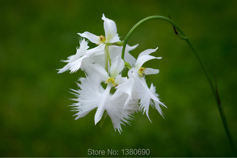 Japanese Radiata Seeds White Egret Orchid World Rare White Flowers