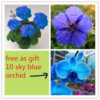 20-bag-sky-blue-Geranium-Seeds-send-10-sky-blue-orchid-as-gift-Sementes-potted-plants.jpg_200x200