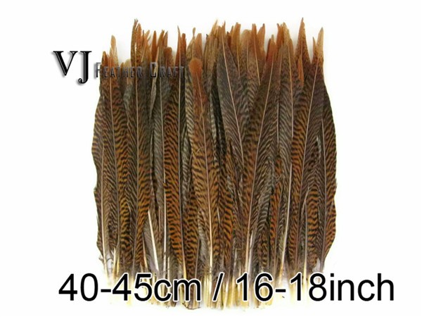 Golden Pheasant Tail Feathers02