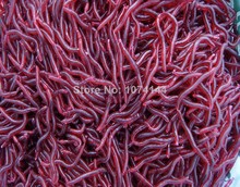 200pcs/lot Smelly/Flavored Soft Plastic Fishing Lure Bait Bionic Red Worm 4cm for fishing Earthworm Maggot 4CM Free Shipping