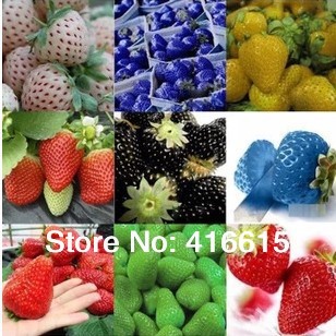 12    ( , , , , , , ,  , pineberry  )