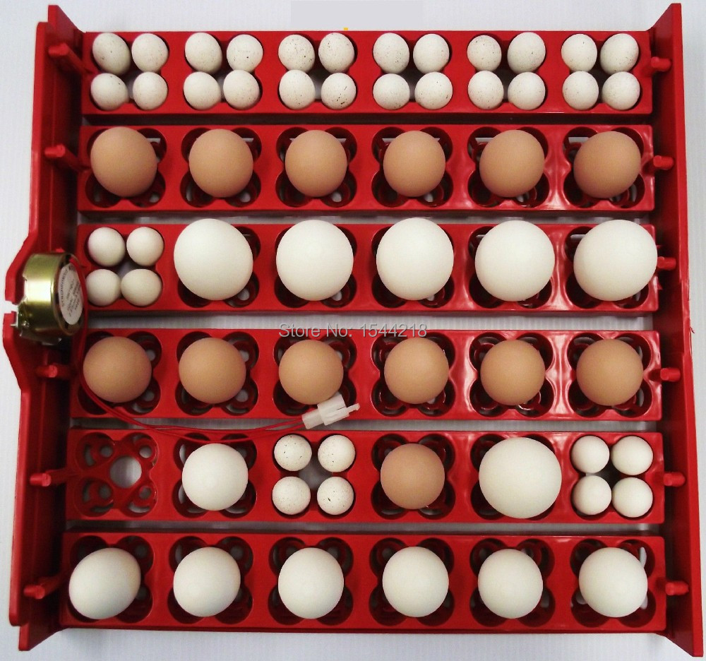 Mini incubator egg trays,144 quail egg tray ,hatching 36 chicken eggs 