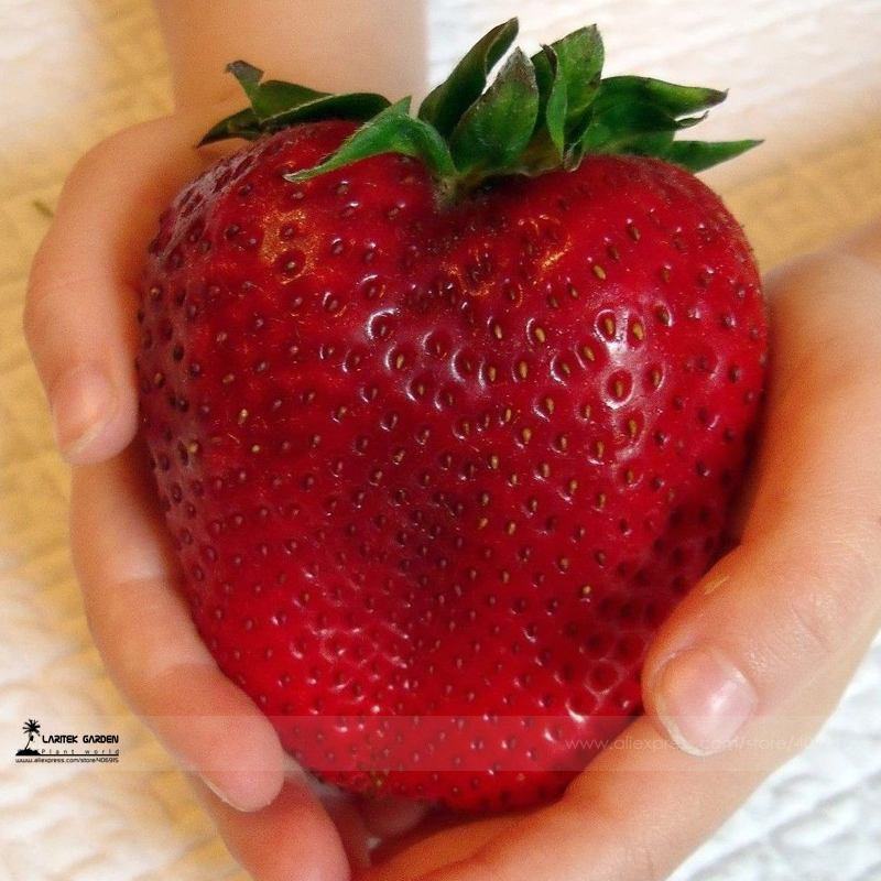 Rarest Heirloom Super Giant Japan Red Strawberry Organic Seeds, Professional Pack, 100 Seeds / Pack, Sweet Juicy Fruit E3063