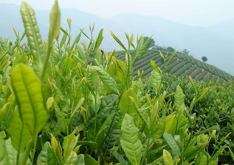 Free Shipping 100g Taiwan High Mountains Jin Xuan Milk Oolong Tea Frangrant Wulong Tea