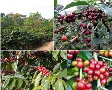 Rarity High Altitude 100 Typica Green Coffee Beans 1000g Old Varieties Yun Nan Arabica Coffee Small