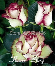 Free Shipping 20 Swept Away Rose Seeds –Fire & Ice Rose ,Beautiful DIY Home Garden Flower