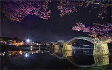beautiful japan night spring cherry Bridge Iwakuni Home Decoration Canvas Poster