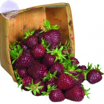BELLFARM Strawberry Heirloom Imported Seeds, 100 seeds, tasty organic / hybrid sweet fruits E4198