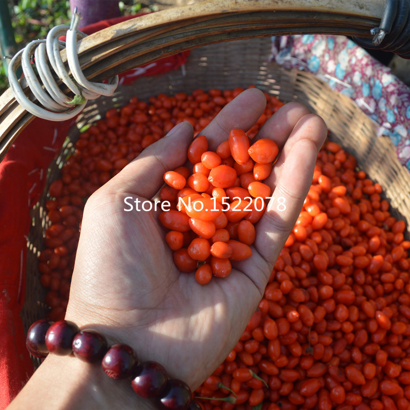 5A Herbal tea food Medlar Goji Berry wolfberry best China ningxia wolfberry 500g bag Lycium barbarum