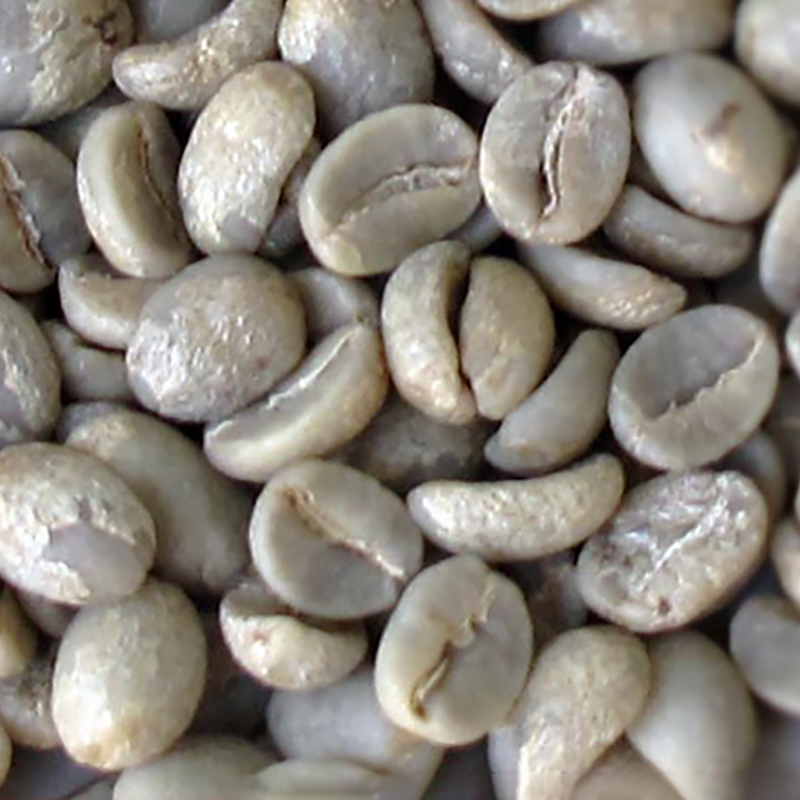JinQing Featured Product Top Yunnan Baoshan Iron Pickup Blue Mountain Siblings Arabica Raw Green Coffee Beans