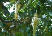 Free-Shipping-10pcsxFemale-Ginseng-Fruit-seeds-Bonsai-Ornamental-funny-herb-tree-seeds-sapodilla-Solanum-muricatum-5.jpg_220x220.jpg