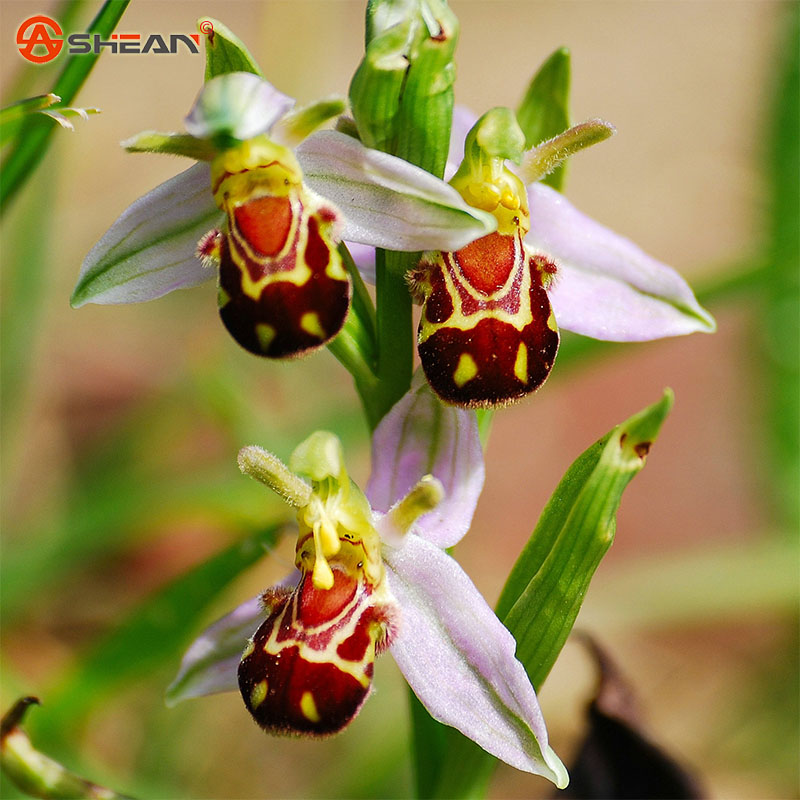 Гаджет  New Arrival Bee Orchid Seeds Perennial Flowering Plants Potted Seeds Interesting Plants 50 Particles/lot None Дом и Сад