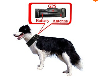      / cat       GPS   IOS / Andriod App  -   Google Map