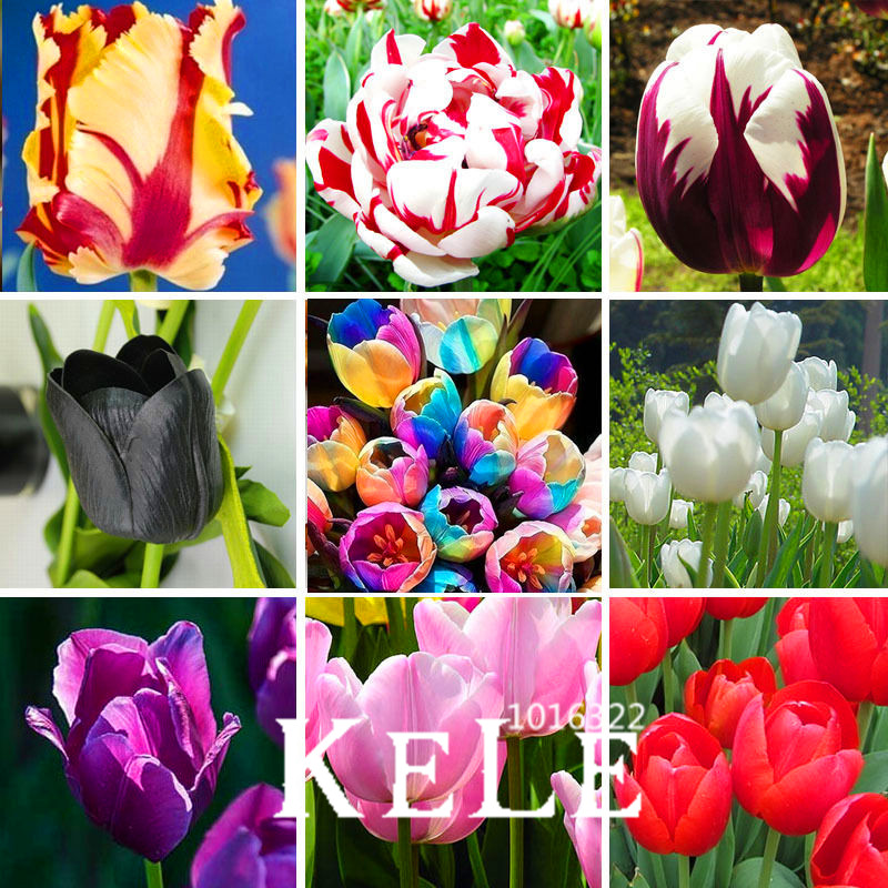 Большие Продажи, (10 шт./упак.) Tulip семена, Тюльпан gesneriana, горшечные растения, посевных сезонов, цветущие растения, # Q8UBU4