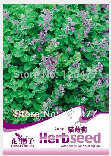 Aromatic plants Catnip Catnip seeds Aromatic plants seeds about 50 particles