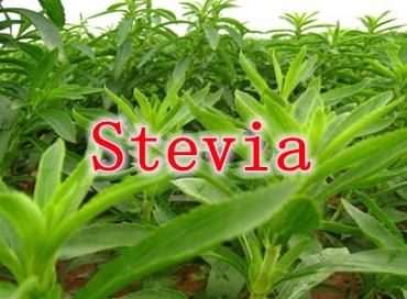 1000gram Natural Pure Stevia Leaf Powder, dry green stevia leaf powder, organic stevia leaf powder free shipping