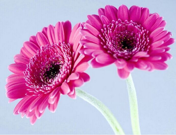 Quickly germinate bonsai flowers seeds 20 Gerbera Daisy Gerbera Jamesonii Hybrids Mix Garden Seeds