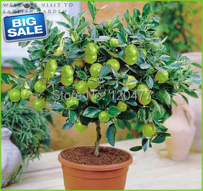 100pcs Lemon Tree seeds fruit seeds bonsai plant DIY home garden BONSAI seeds Edible Green Lemon
