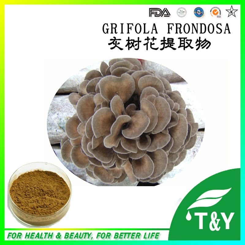 Dried Grifola Frondosa/Grifola frondosa Extract Powder 500g