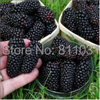 20 Seeds / Pack, Black Mulberry Seeds Morus Nigra Tree Garden Bush Seed DIY home garden free shipping