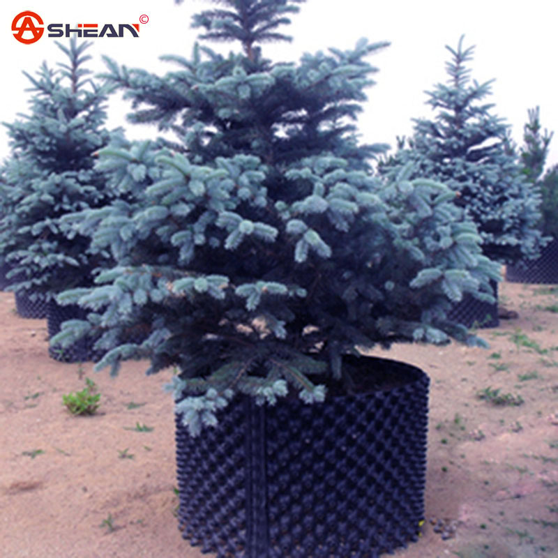 Купить Ель голубая семена пейзаж растения многолетних древесных ...