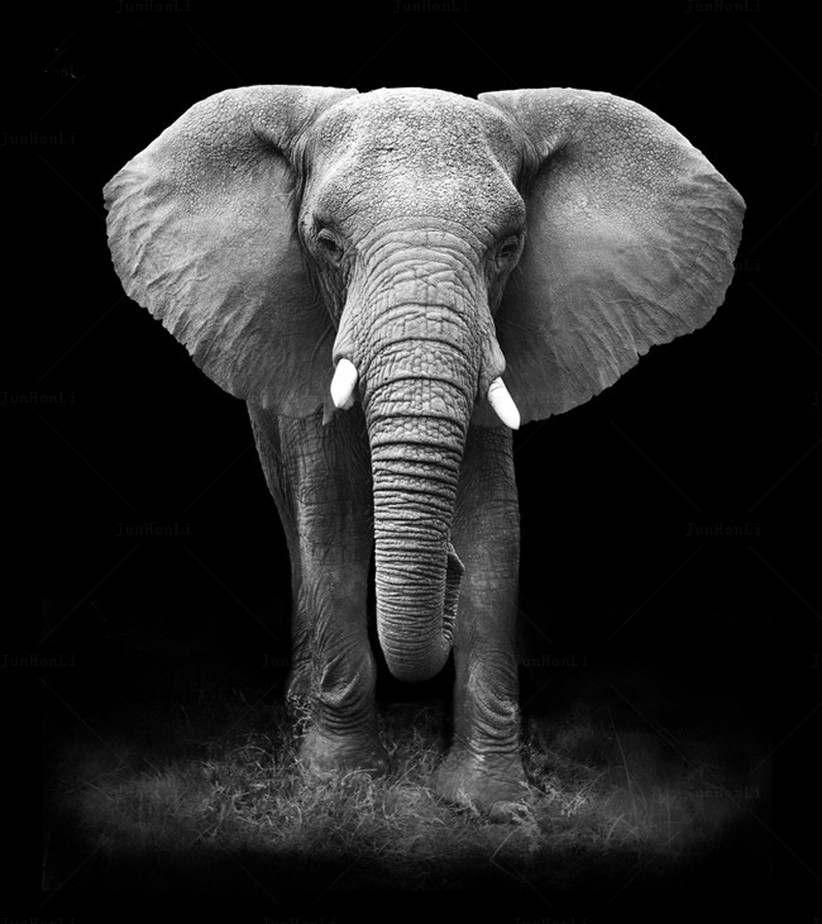Online krijg goedkoop olifant fotolijsten aliexpress.com ... Schilderij woonkamer white