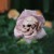 La-morte-rosa-semi-rari-e-misterioso-specie-vegetali-di-fiore-snapdragon-baccelli-del-seme-del.jpg_50x50.jpg