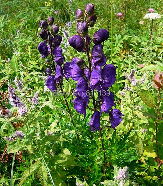 new home garden plant 10 seeds aconitum napellus monkshood wolfs bane flower seeds free shipping new home garden plant 10 seeds aconitum napellus monkshood wolfs bane flower seeds free shipping