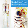 CMAM SKELETON07 85cm Skeleton with Nerves Blood Vessels for School Education