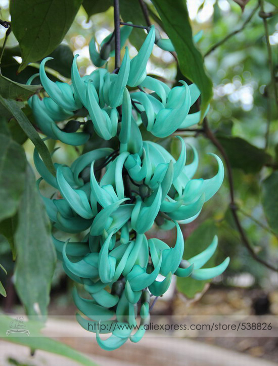 Rare Endangered Jade Vine 